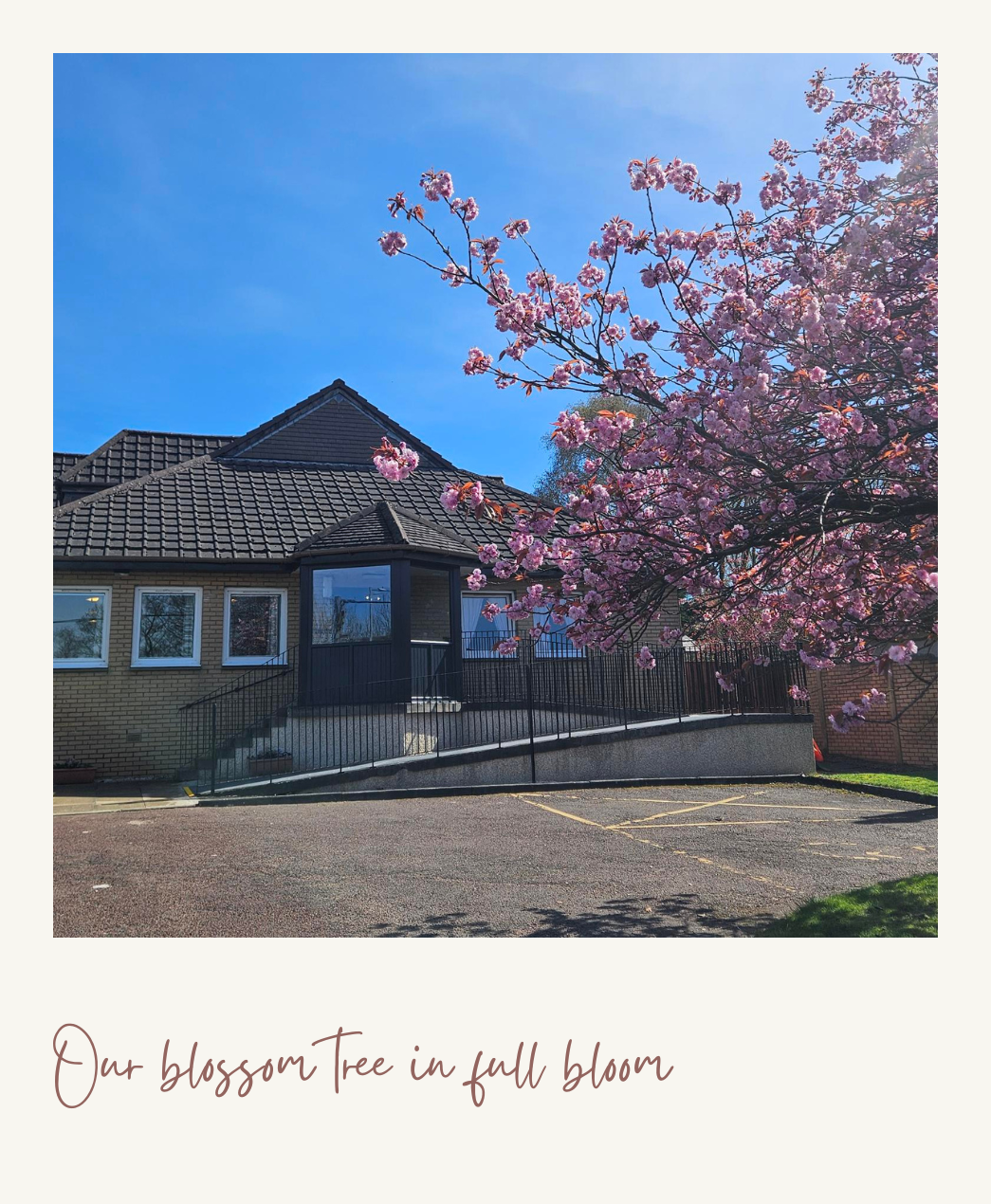 Our blossom tree in full bloom